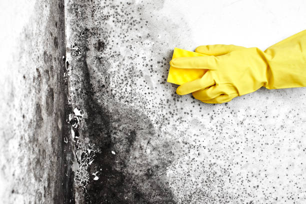 Best Emergency Mold Removal  in Kings Mountain, NC
