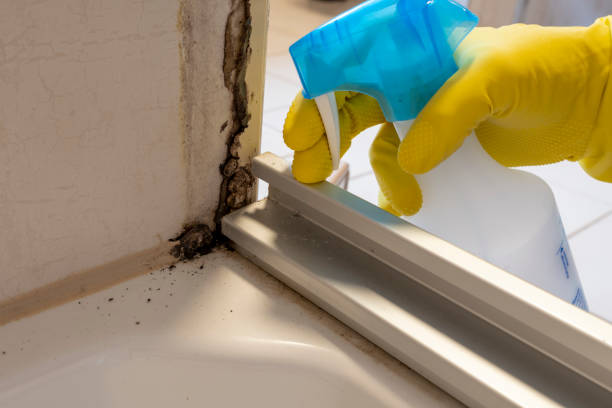 Best Black Mold Removal  in Kings Mountain, NC
