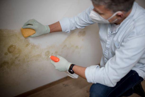 Best Home Mold Removal  in Kings Mountain, NC