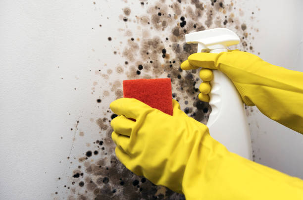 Best Mold Removal and Inspection  in Kings Mountain, NC