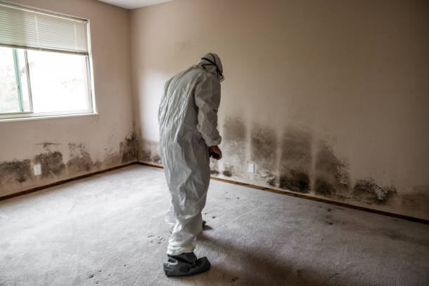Best Toxic Mold Removal  in Kings Mountain, NC