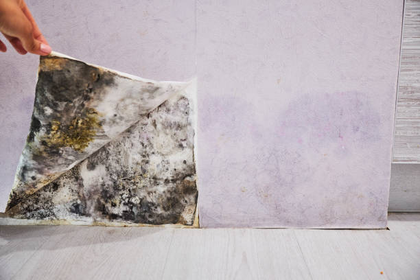 Best Attic Mold Removal  in Kings Mountain, NC